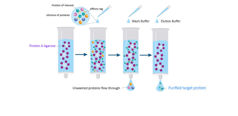 PureSelect Protein A-Agarose High-Binding