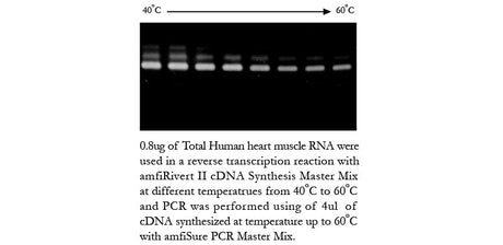 amfiRivert II cDNA Synthesis Master Mix