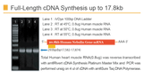 amfiRivert cDNA Synthesis Platinum Master Mix