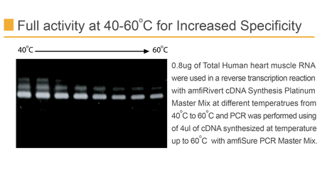amfiRivert cDNA Synthesis Platinum Master Mix