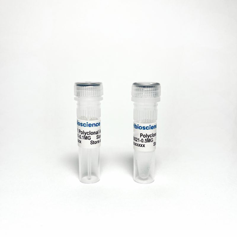 Phospho-Tau Thr217 (p-tau217) Polyclonal Antibody Validated as Capture in ELISA (TBS10021)