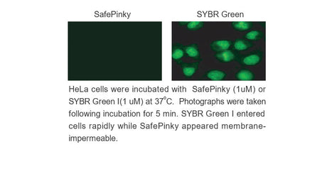 SafePinky DNA Gel Staining Solution(10,000X) In Water