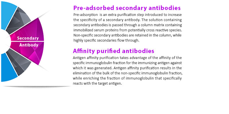 Goat anti-Rabbit IgG(H+L)-HRP, 1mg/ml