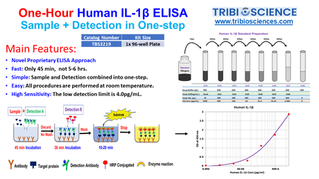 Human IL-1 ß; ELISA; 1 step and 1hr