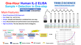 Human IL-2 ELISA; 1 step and 1hr