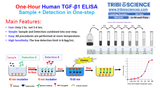 Fast Human TGF-β1 ELISA