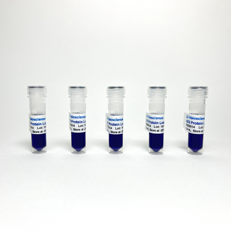 6x SDS Protein Loading Buffer