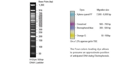 iVDye 50bp DNA Ladder