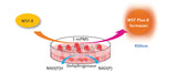 WST Plus-8, Cell Proliferation Assay Reagent