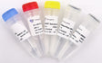 HiScript III All-in-one RT SuperMix Perfect for qPCR R333